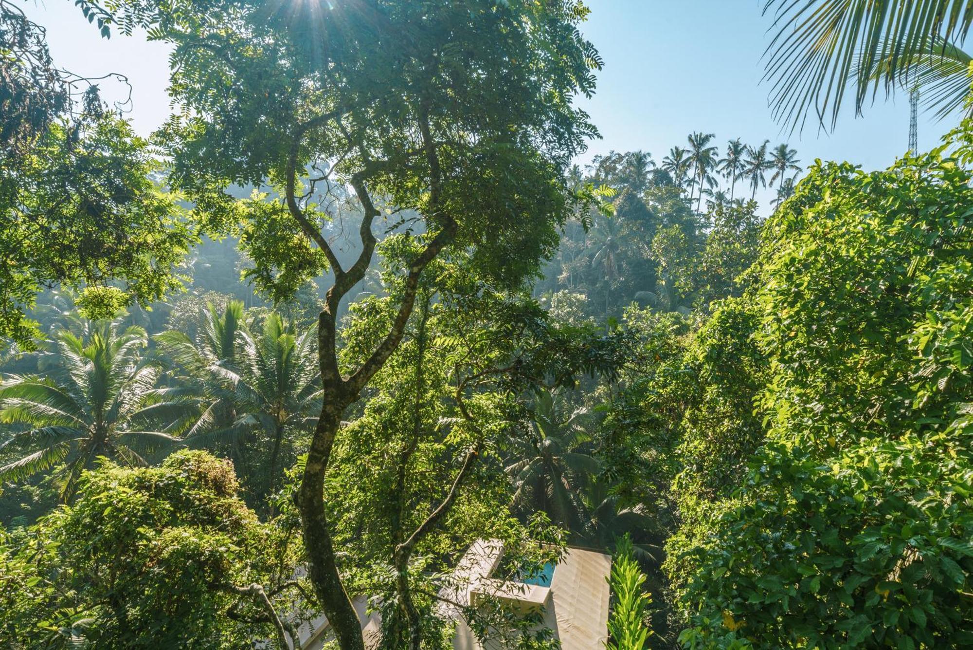 Kanva Ubud Tegallalang  Ruang foto